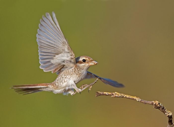 Красивые фотографии птиц (47 фото)