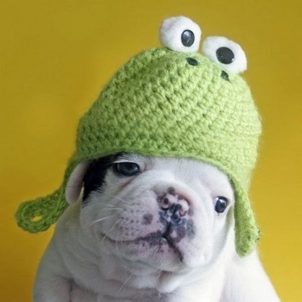 Собаки в шапках смешные