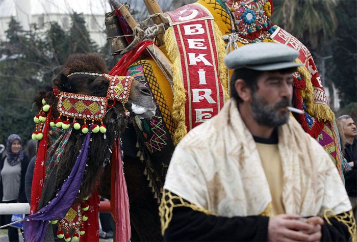 Бои верблюдов в Турции (13 фото)