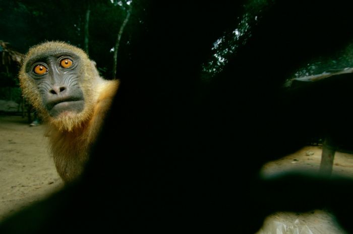 Приматы (111 фото)