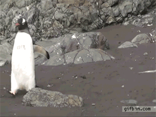 Анимация с пингвинами (25 гифок)
