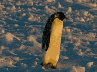 Анимация с пингвинами (25 гифок)