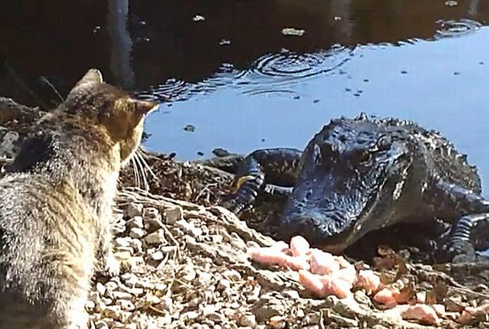 Кот против аллигатора (4 фото + видео)