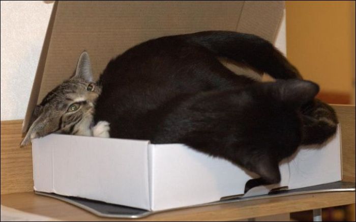 Два кота и всего лишь одна коробка (4 фото)