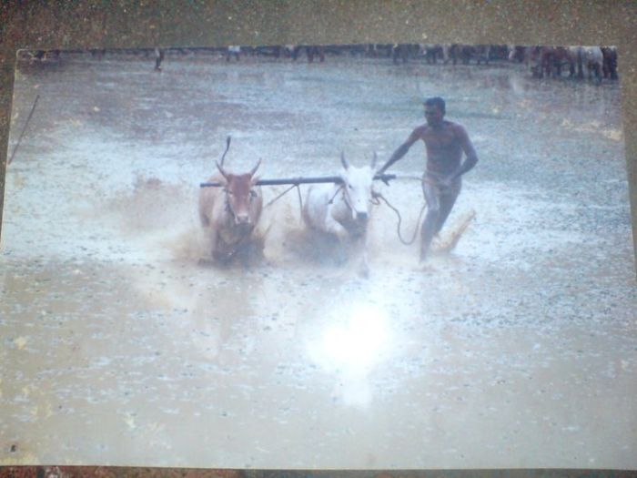 Марамади - серфинг на быках (41 фото)