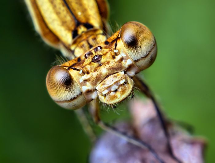 Сногсшибательные макрофотографии насекомых (28 фото)