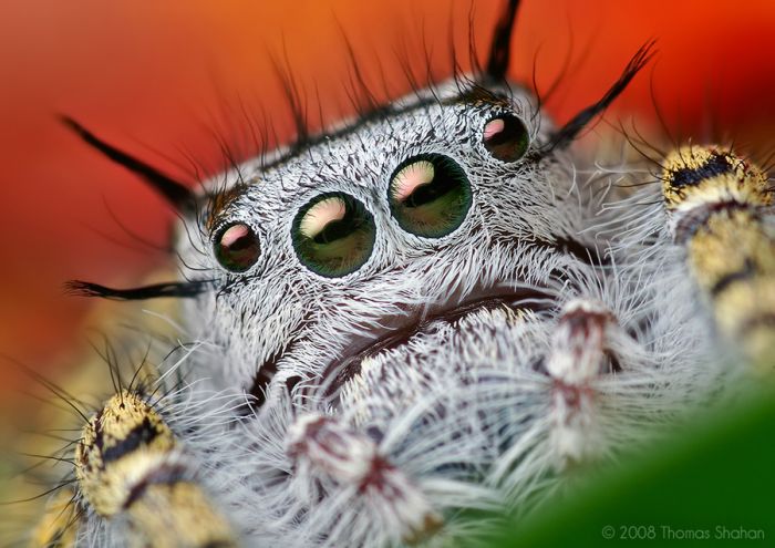 Сногсшибательные макрофотографии насекомых (28 фото)
