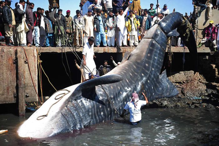 Китовая акула на побережье Пакистана (8 фото)