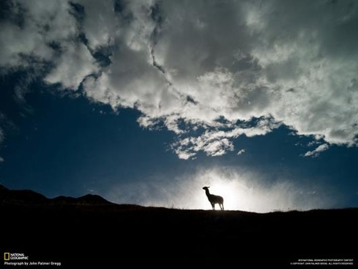 Самые красивые фотографии National Geographic за 2011 год (101 фото)