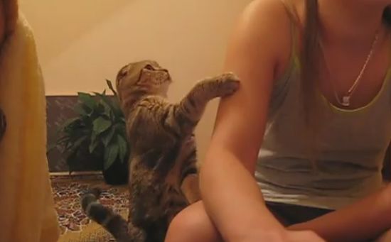 Кот, который не даст о себе забыть (видео)
