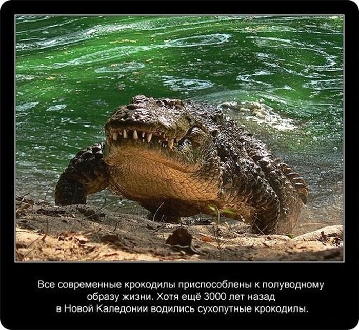 Факты о крокодилах (20 фото)