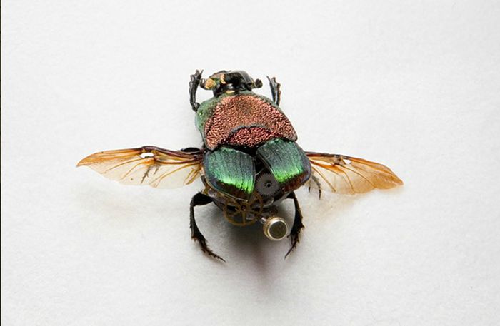 Стимпанк насекомые (27 фото)