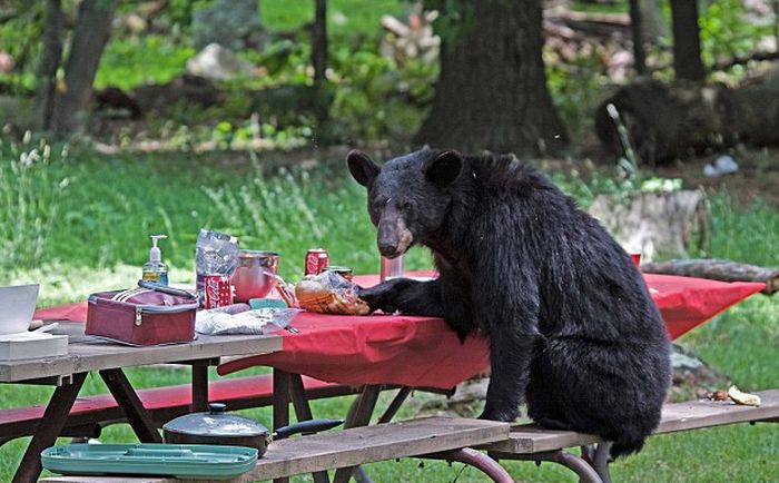 Голодный медведь помешал семейному пикнику (6 фото)