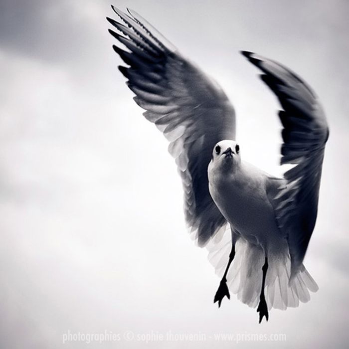Красивые фотографии птиц (34 фото)