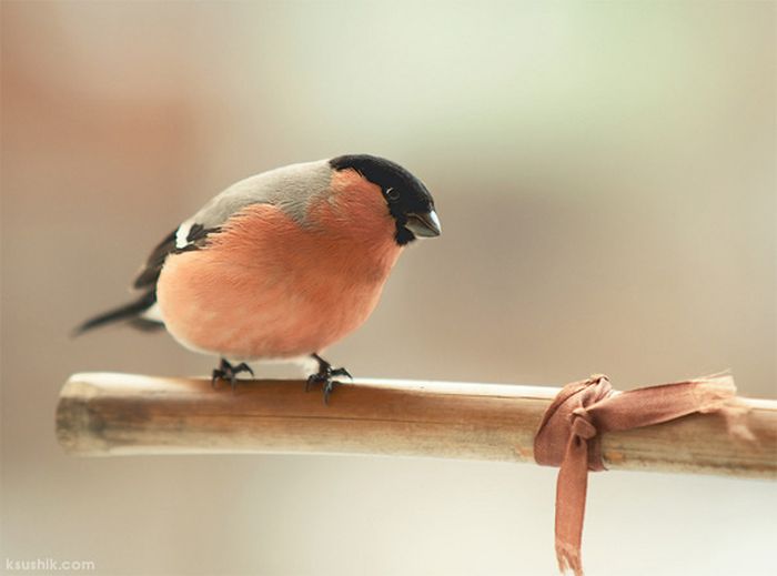Красивые фотографии птиц (34 фото)