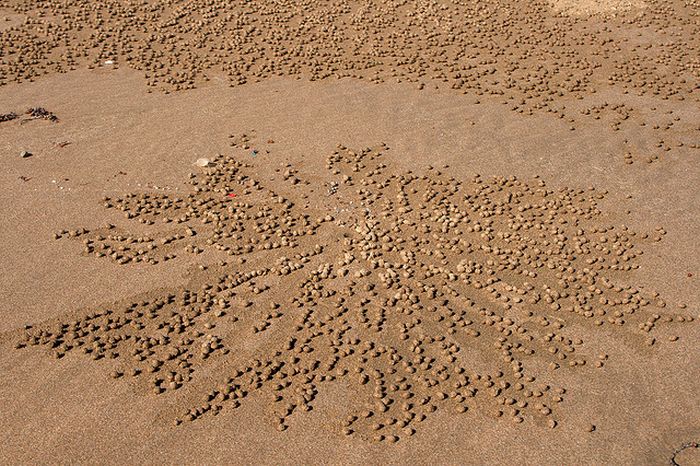 Необычные рисунки на песке (20 фото)