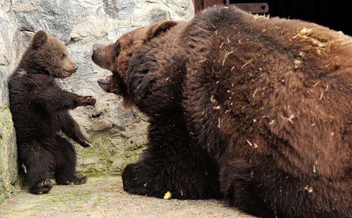Воспитание по-медвежьи (4 фото)