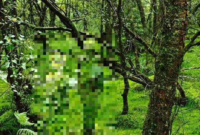Пугающее искусство (5 фото)