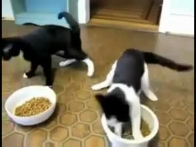 Очень голодные котята очнулись от наркоза (2.5 мб)
