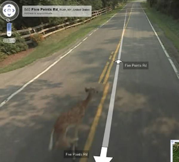 Автомобиль Google сбил олененка (3 фото)