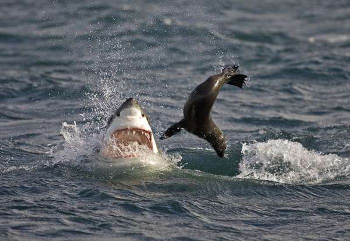 Акулы на охоте (25 фото)