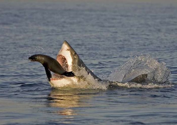 Акулы на охоте (25 фото)