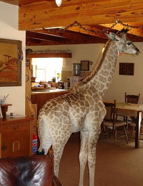 Домашний жираф по имени Финни (10 фото)