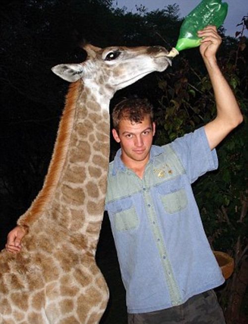 Домашний жираф по имени Финни (10 фото)