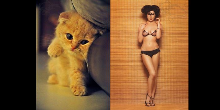 Коты и девушки (70 фото)