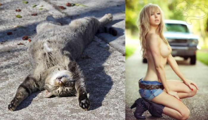Коты и девушки (70 фото)
