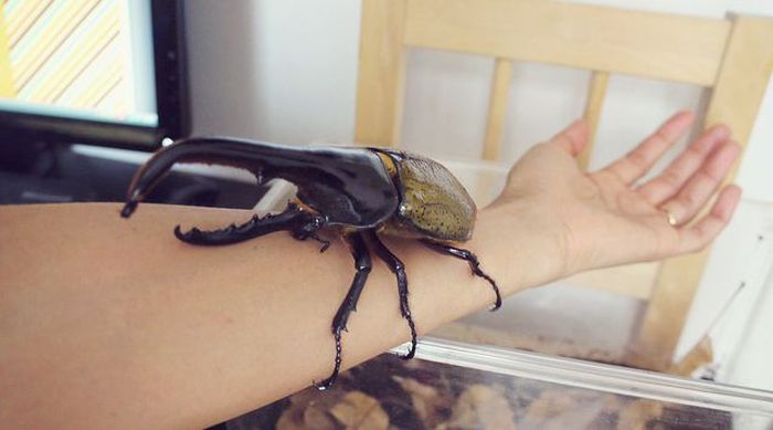Жизнь жука-геркулеса (55 фото)