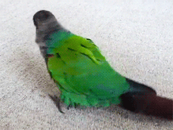Жизнь попугая (8 гифок)