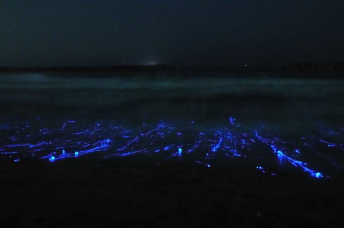 Светящиеся медузы в Японии (6 фото)