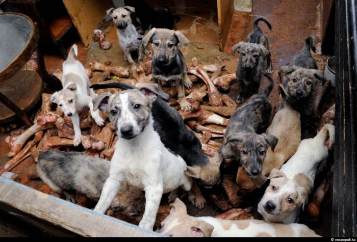 50 собак в одном доме (25 фото)