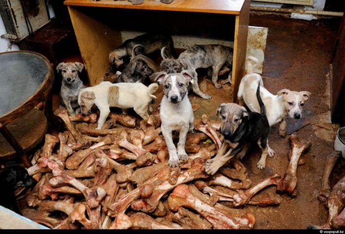 50 собак в одном доме (25 фото)