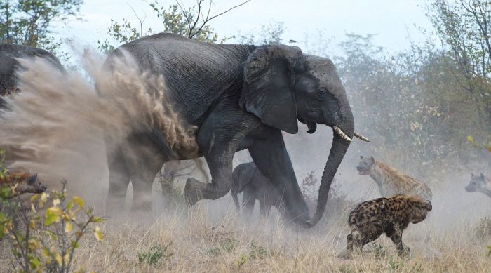 Гиены против злой слонихи (7 фото)