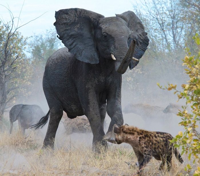 Гиены против злой слонихи (7 фото)