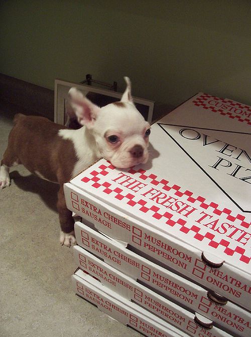 Собаки, которые любят пиццу (20 фото)
