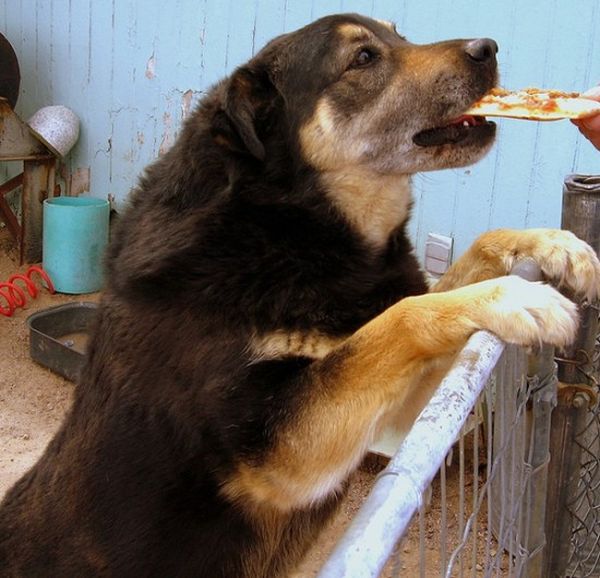 Собаки, которые любят пиццу (20 фото)