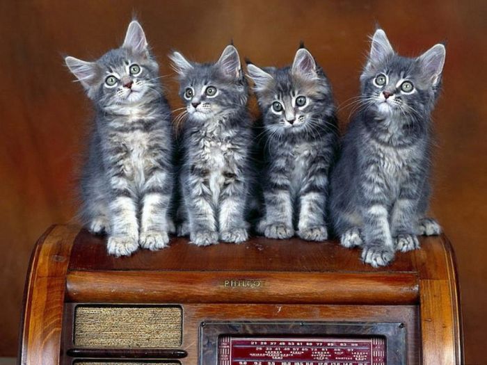 Славные котята (100 фото)