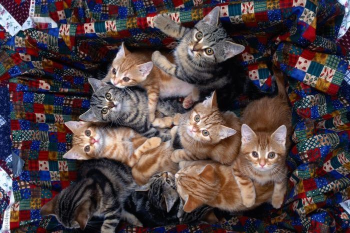 Славные котята (100 фото)
