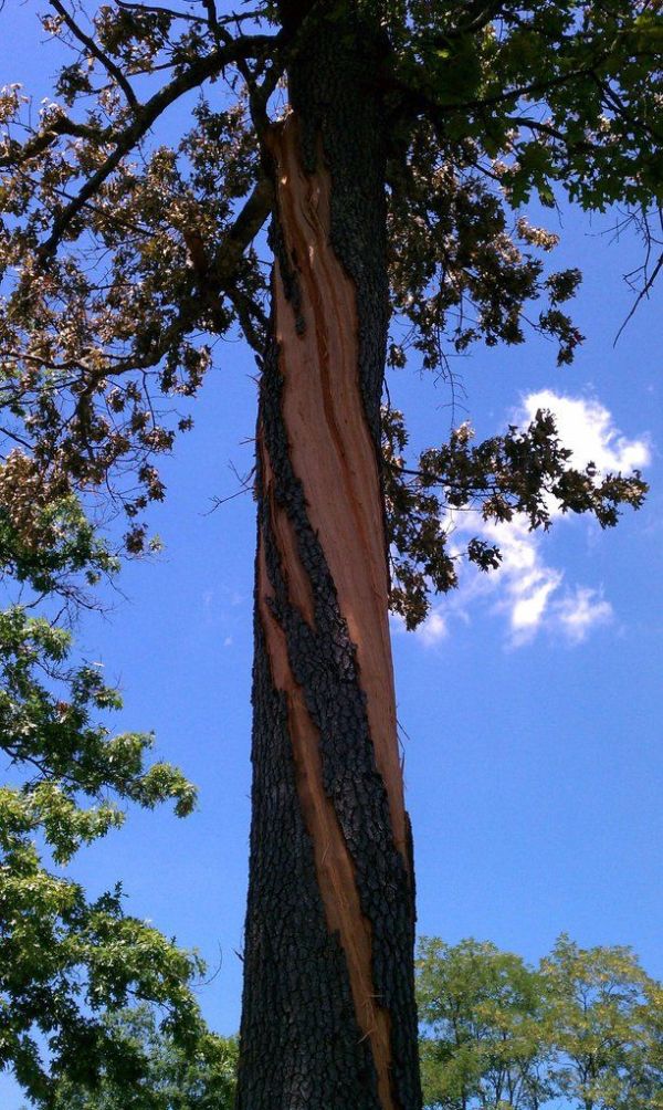 Дерево после удара молнии (4 фото)