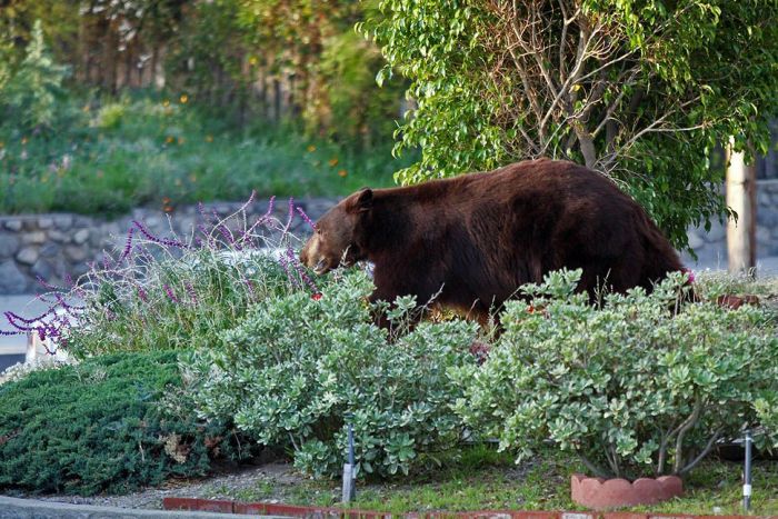 Медведь в пригороде Лос-Анджелеса (12 фото)