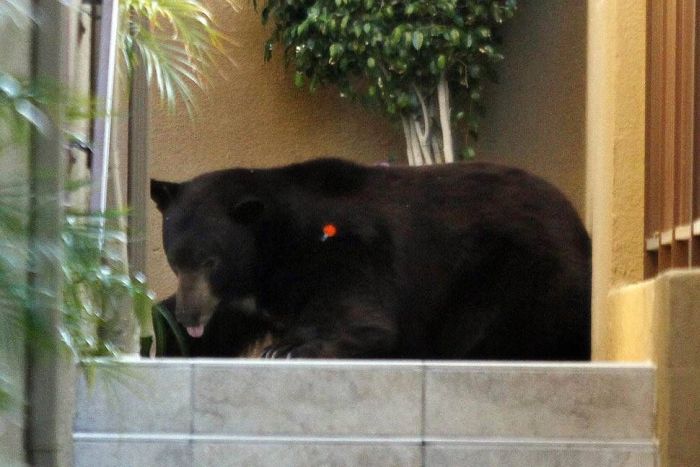 Медведь в пригороде Лос-Анджелеса (12 фото)