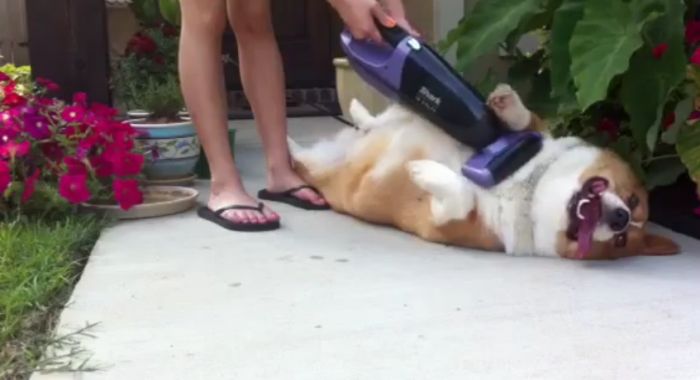 Как пропылесосить свою собаку (14 фото)