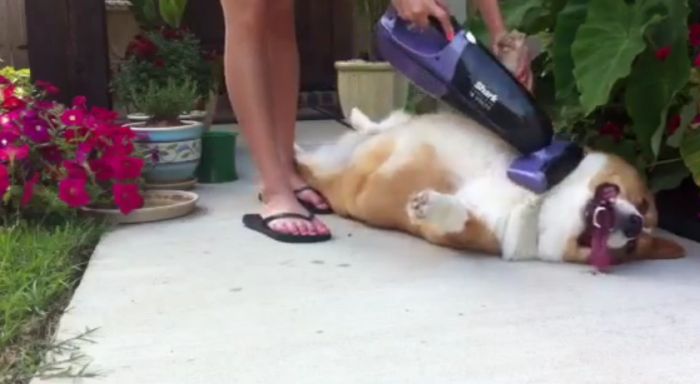 Как пропылесосить свою собаку (14 фото)