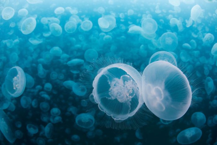 Удивительные медузы (52 фото)