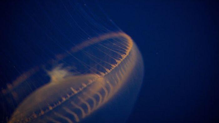 Удивительные медузы (52 фото)