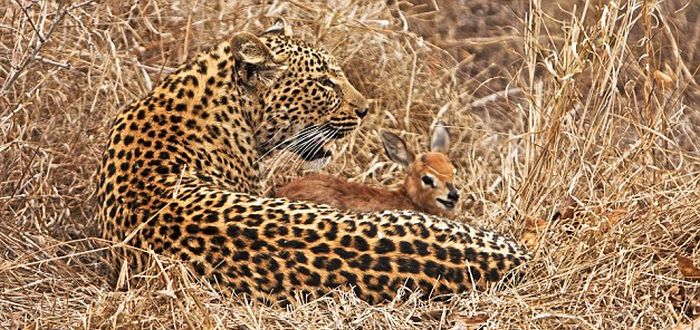 Леопард и маленький олененок (4 фото)