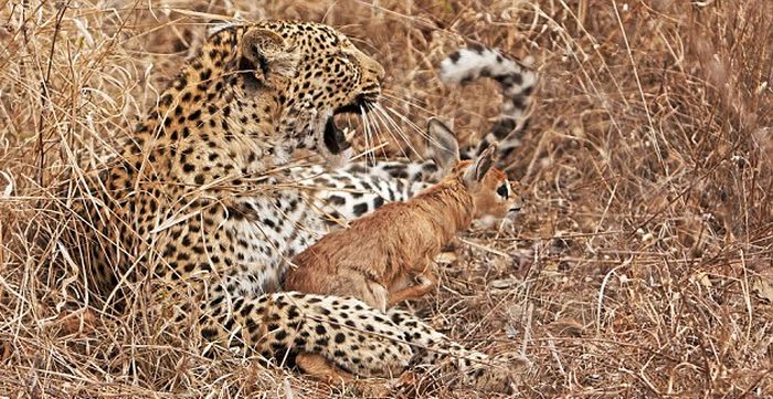 Леопард и маленький олененок (4 фото)
